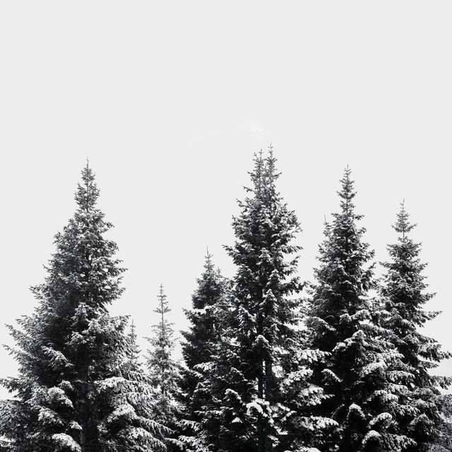 Tischset Snow Covered Trees