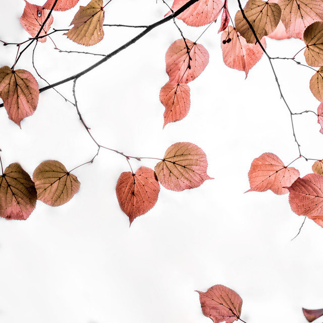 Kissen Autumn Leaves 3