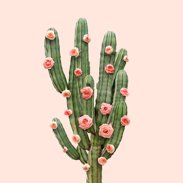 Kissen Cactus and Roses