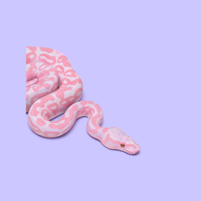 Kissen Pink Snake