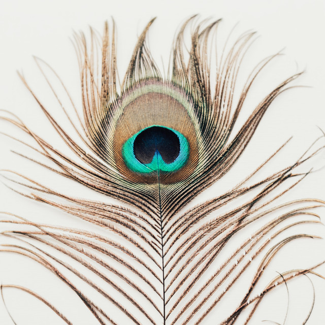 Textilposter Peacock Feather