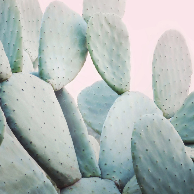 Kissen Pastel Cactus