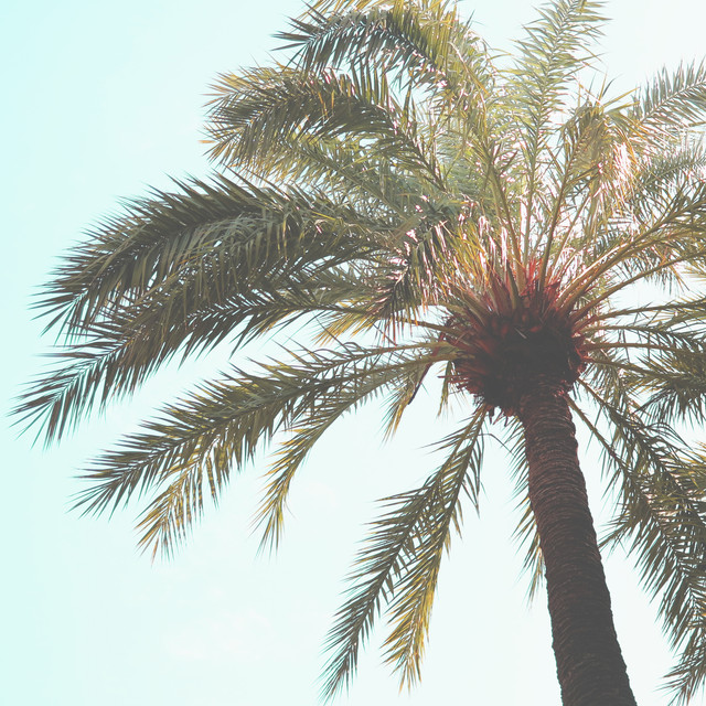 Kissen Palmenblätter im Wind