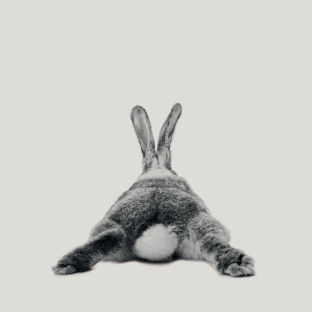 Geschirrtücher Rabbit no23
