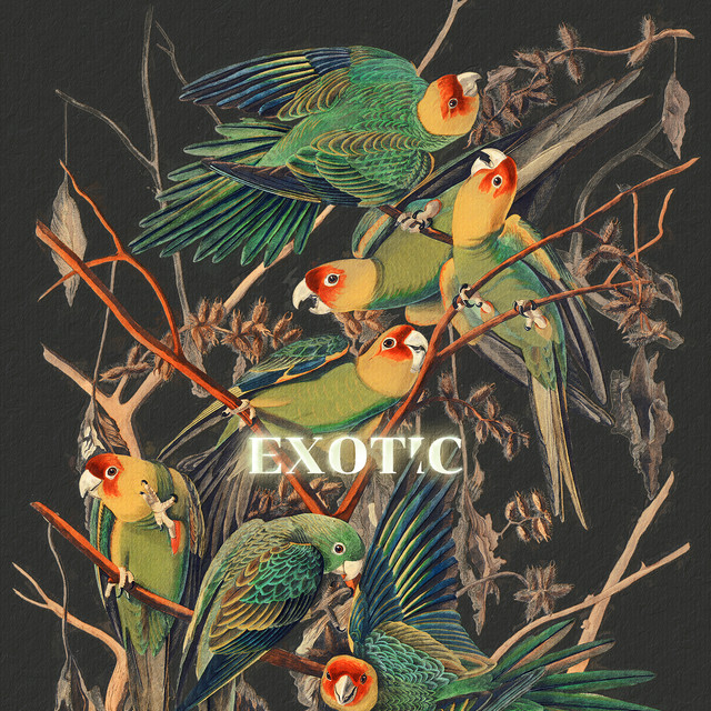 Kissen Exotic