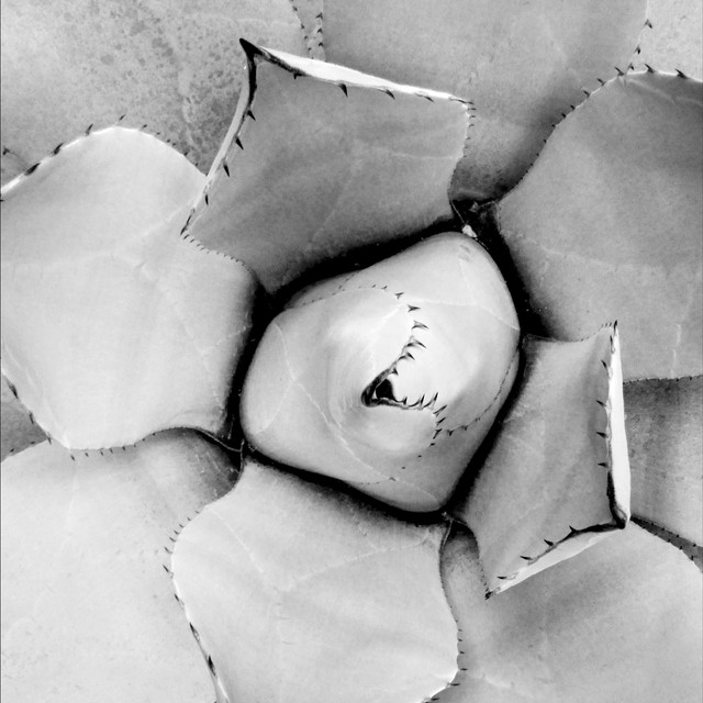 Kissen Agave 01