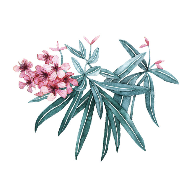 Servietten Tropische Oleanderblüten pink