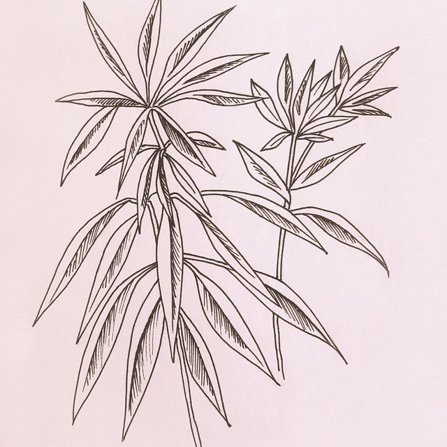 Kissen Cordyline Pink Plant