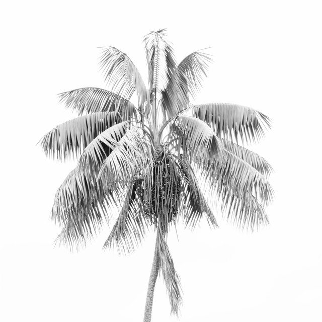 Geschirrtücher Palm Tree