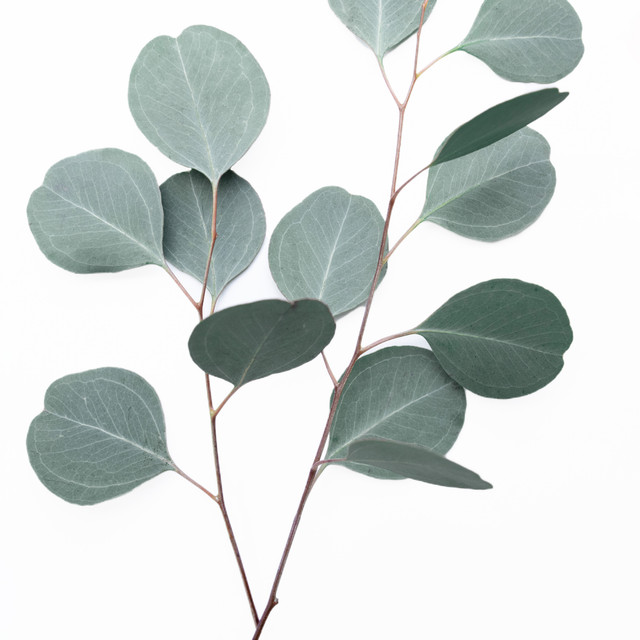 Geschirrtücher Silver Leaf