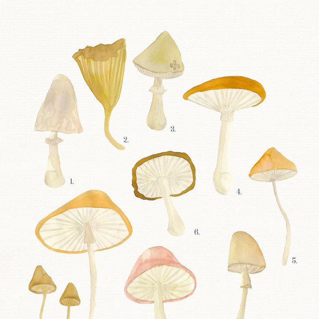 Textilposter Pilze