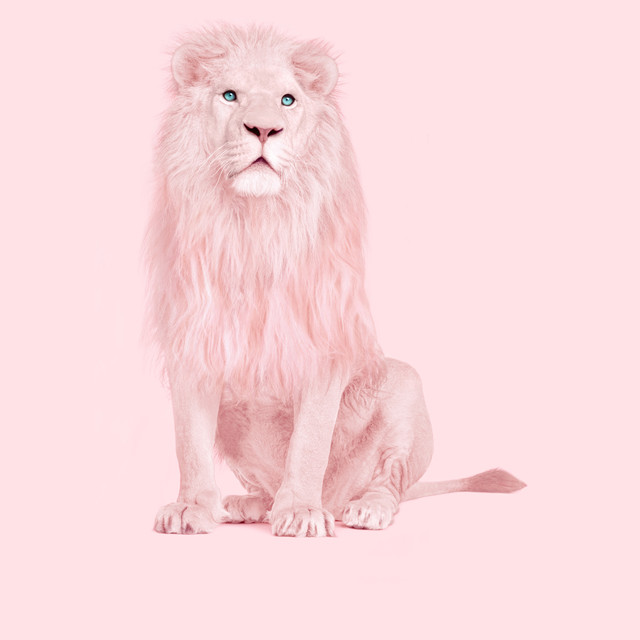 Kissen Pink Lion