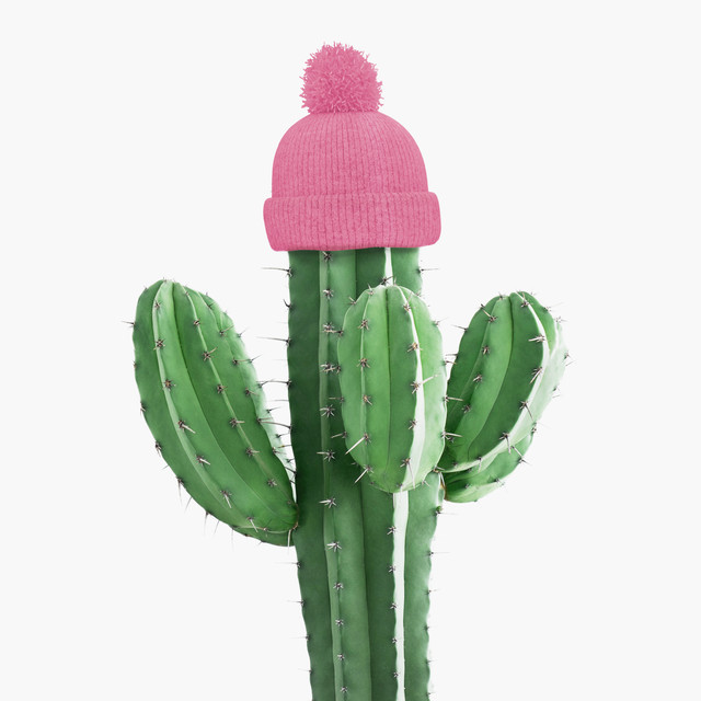 Geschirrtücher Cold Cactus
