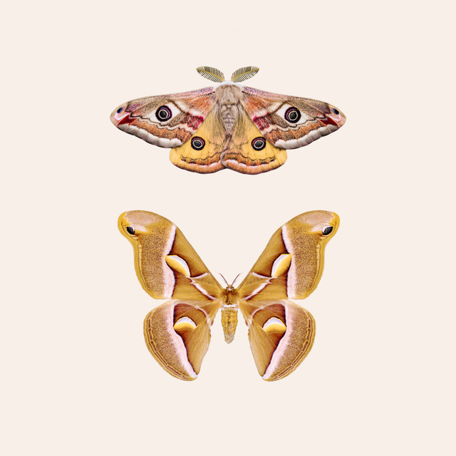 Bodenkissen Moths