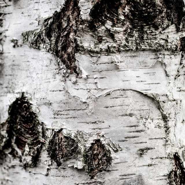 Kissen Birch Tree 2