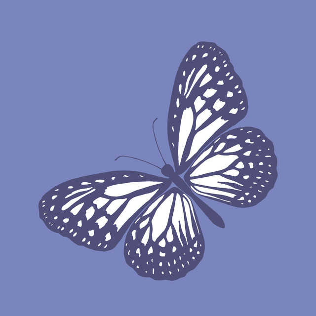 Kissen Butterfly blue