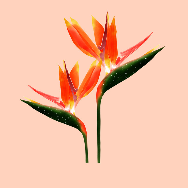 Geschirrtücher Tropische Blume