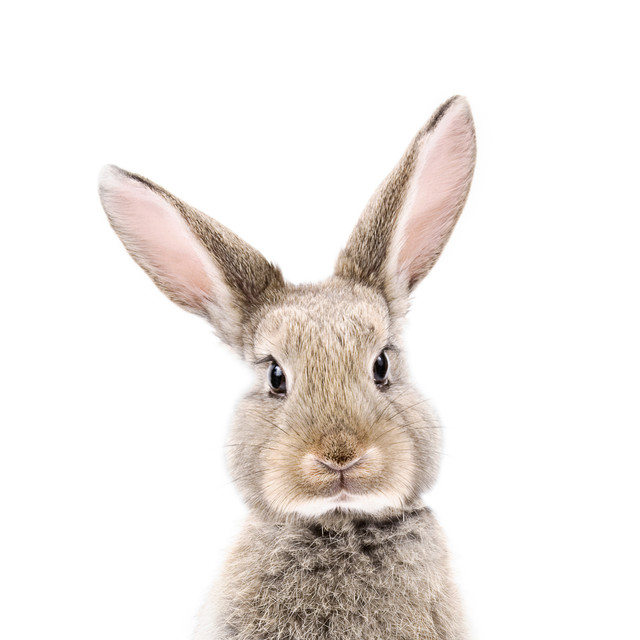GeschirrtücherBaby Hase