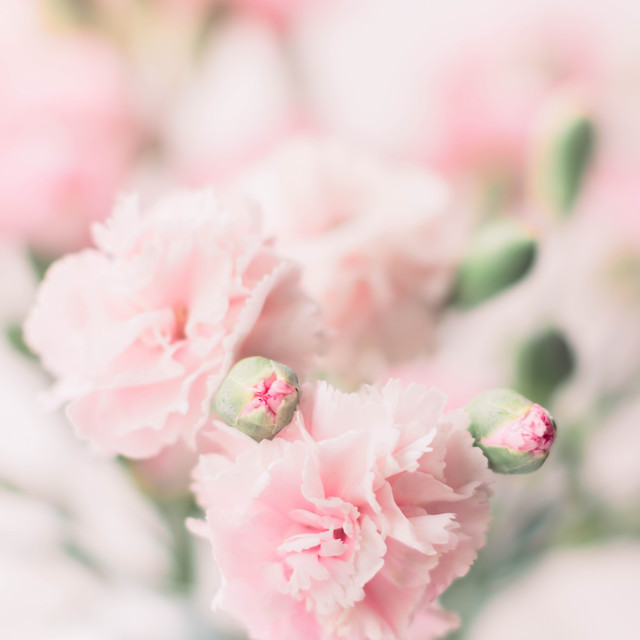 Textilposter Pink Carnations
