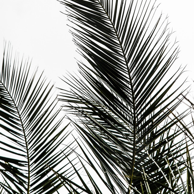 Tischset Palm Leaves 1