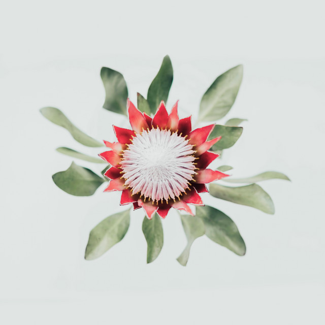 Textilposter Protea Flower
