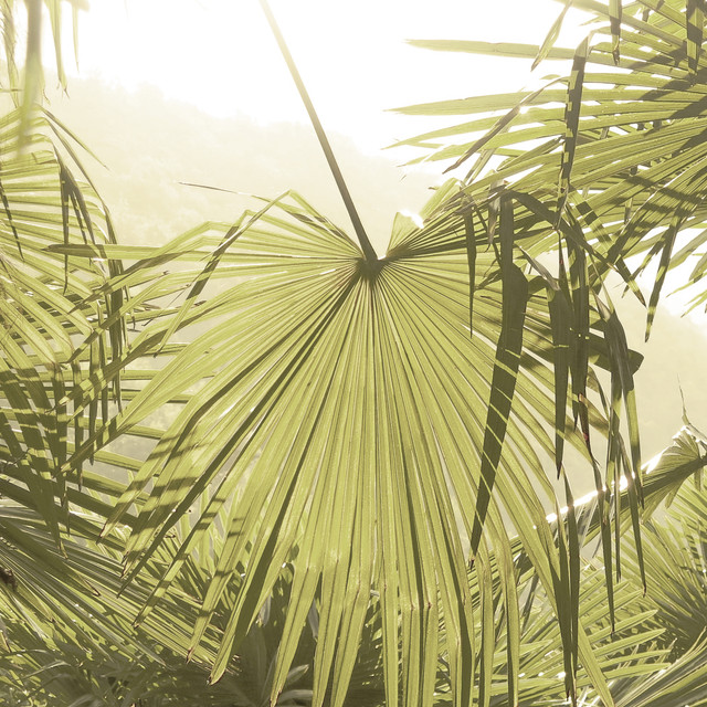 Geschirrtücher Dschungel mit Palmenblättern