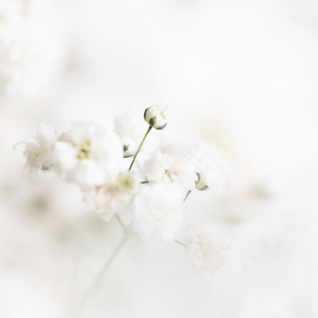 Kissen White Flower